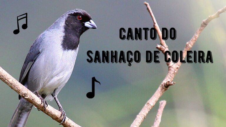 Canto do Sanhaça de Coleira