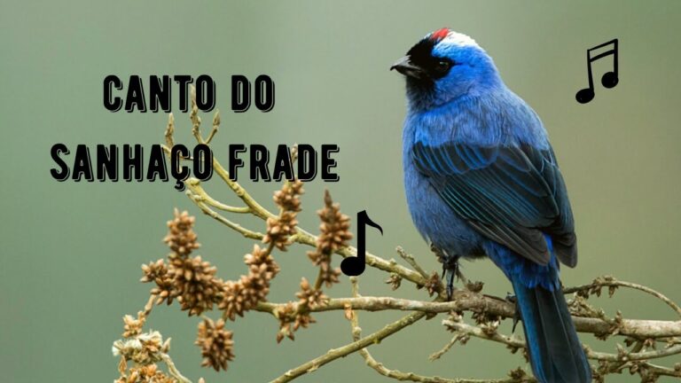 Canto do Sanhaço Frade