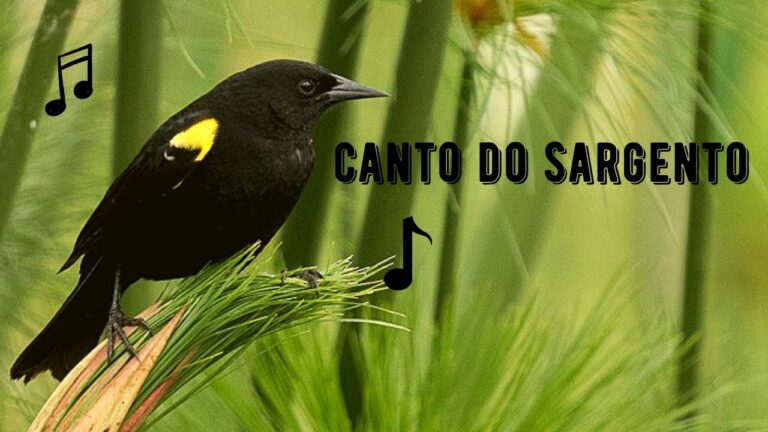 Canto do Sargento