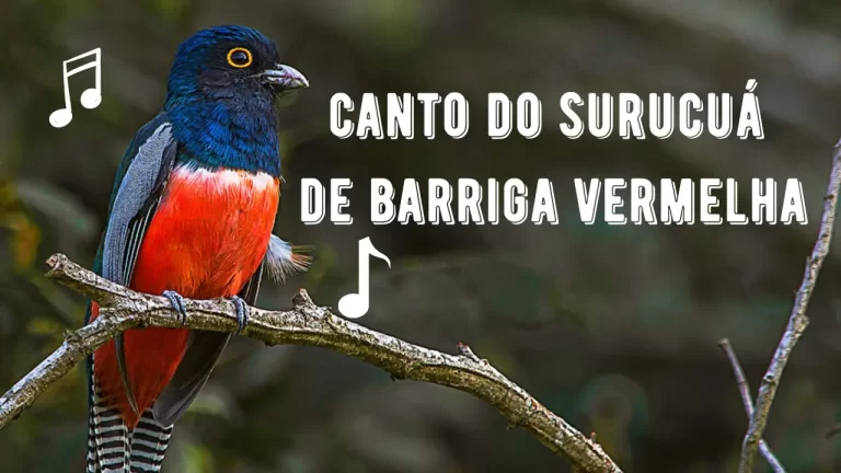 Canto do Surucuá de Barriga Vermelha