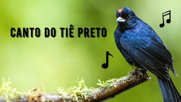 Canto do Tiê Preto