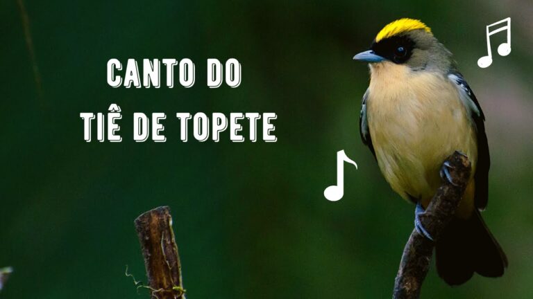 Canto do Tiê de Topete