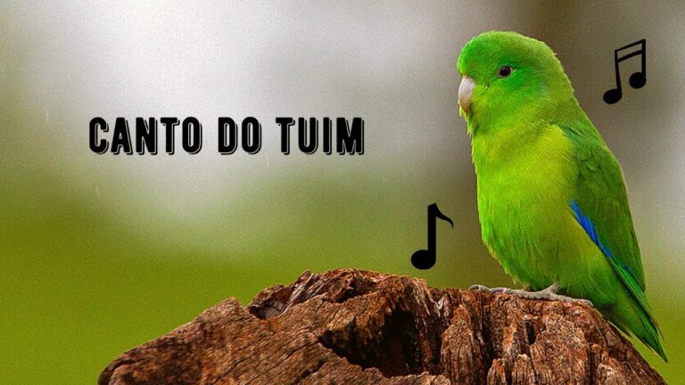 Canto do Tuim