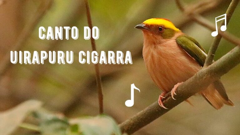 Canto do Uirapuru Cigarra