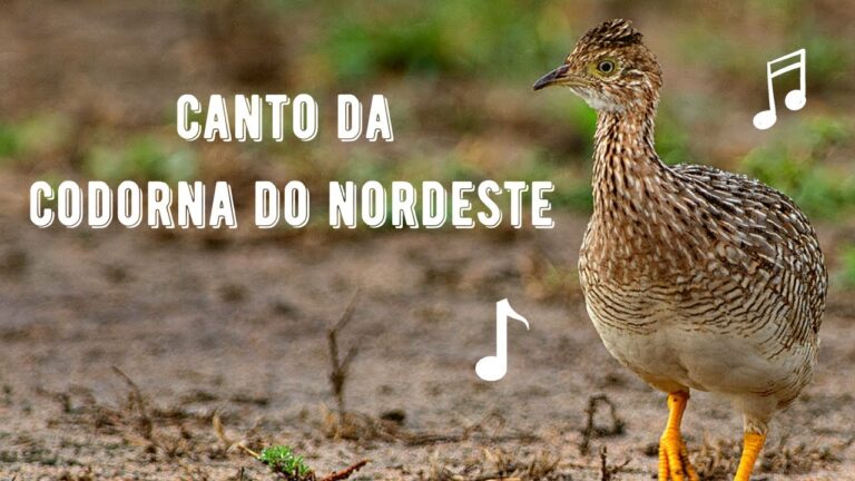 canto da codorna do nordeste