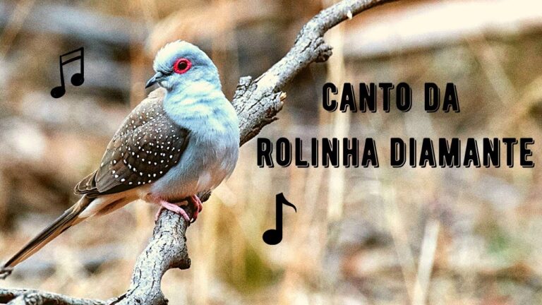 Canto da Rolinha Diamante