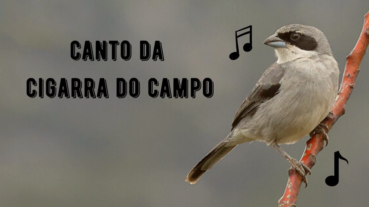 Canto da Cigarra do Campo