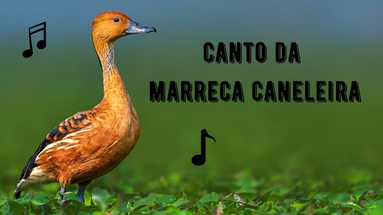 Canto da Marreca Caneleira