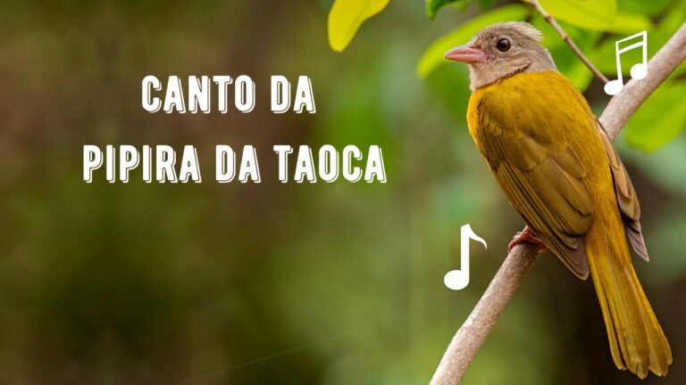 Canto da Pipira da Taoca