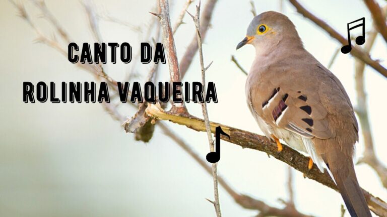 Canto da Rolinha Vaqueira