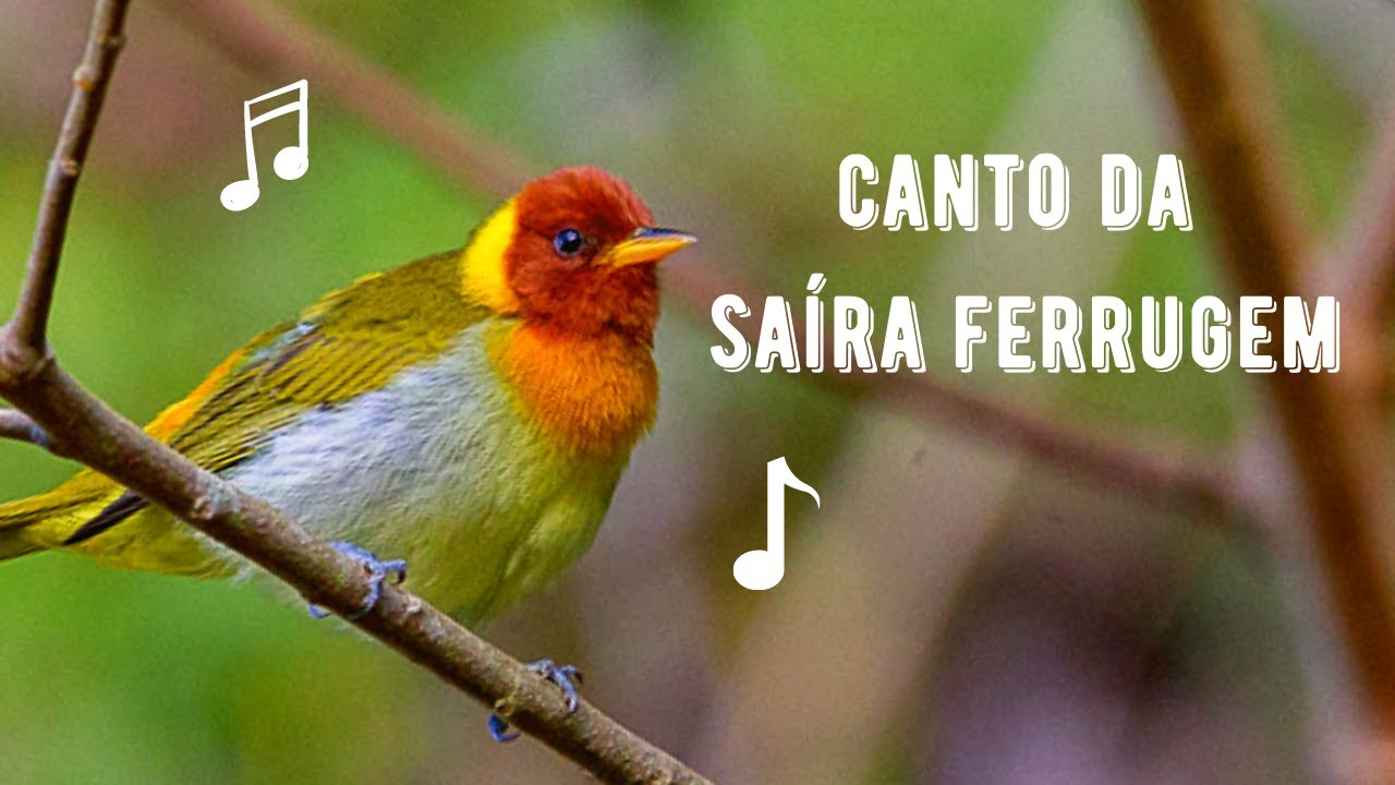 Canto da Saíra Ferrugem