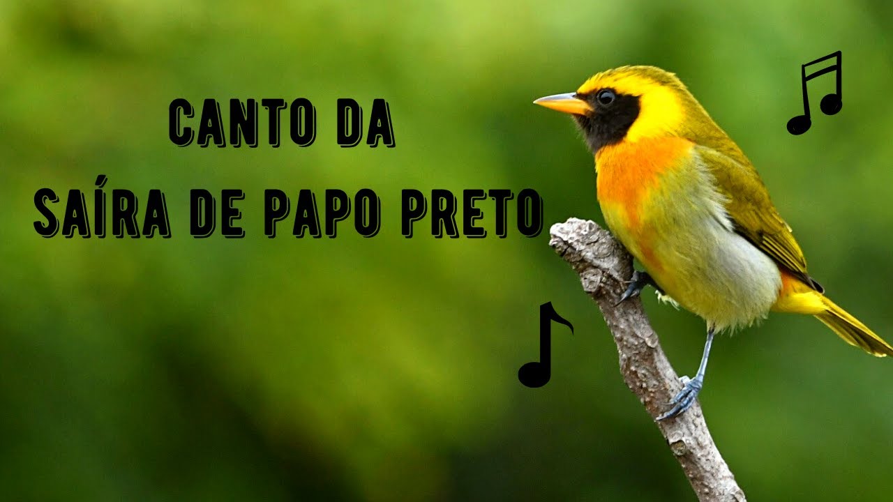 Canto da Saíra de Papo Preto