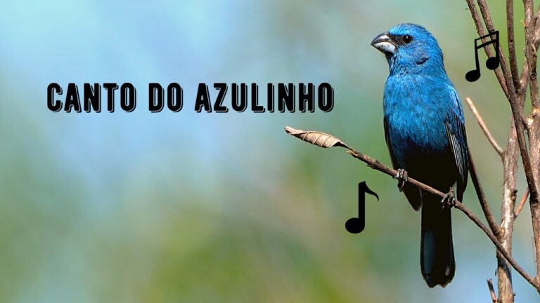 Canto do Azulinho