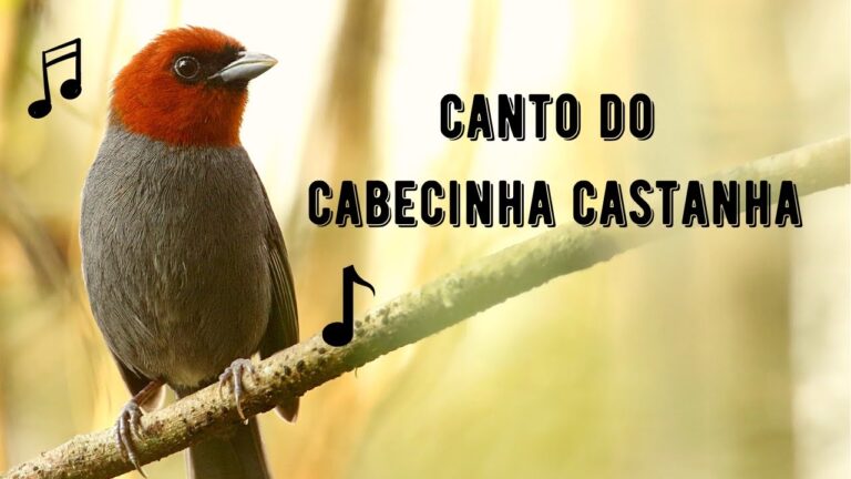 Canto do Cabecinha Castanha