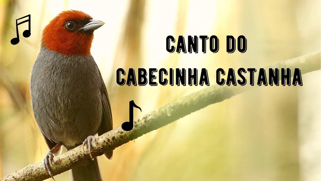 Canto do Cabecinha Castanha – (Thlypopsis Pyrrhocoma)