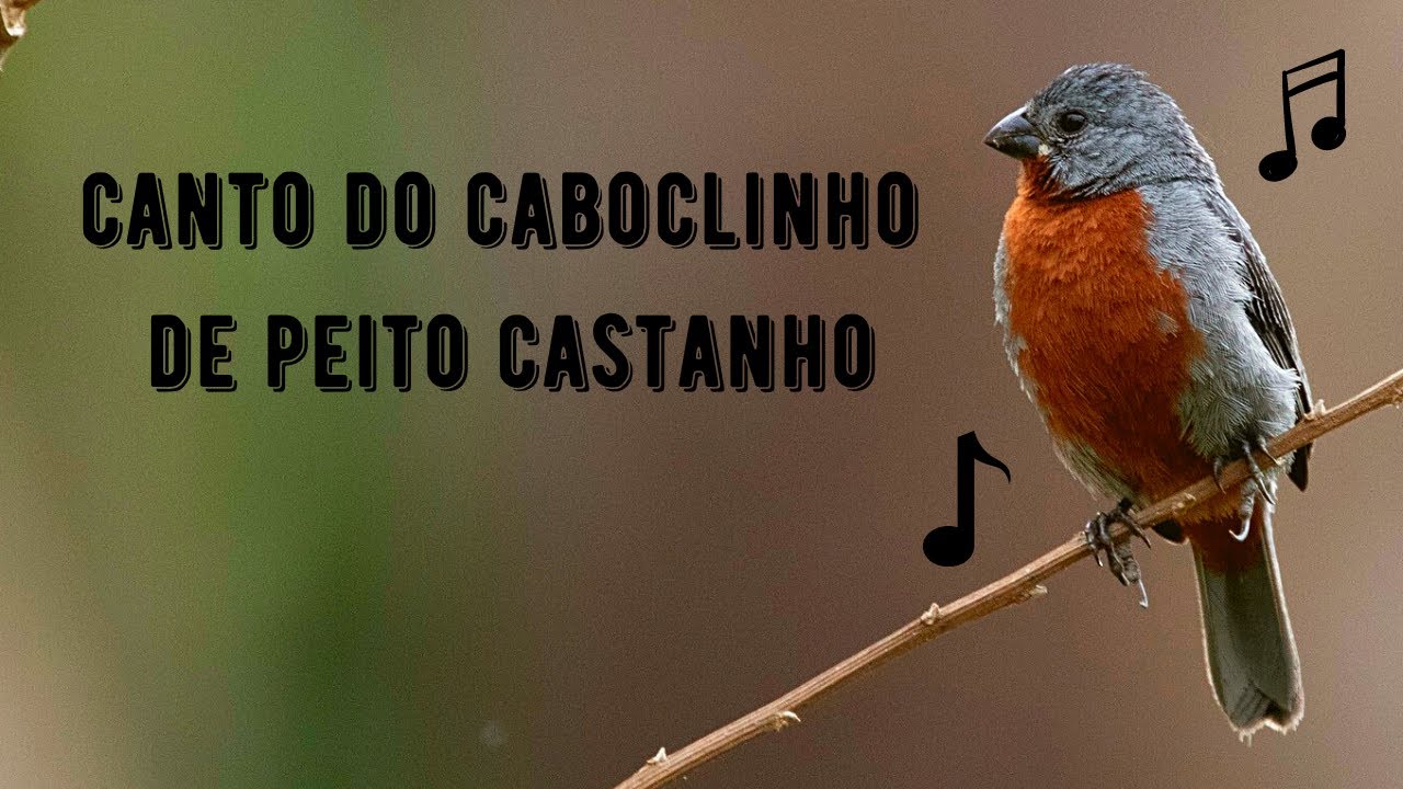 Canto do Caboclinho de Peito Castanho