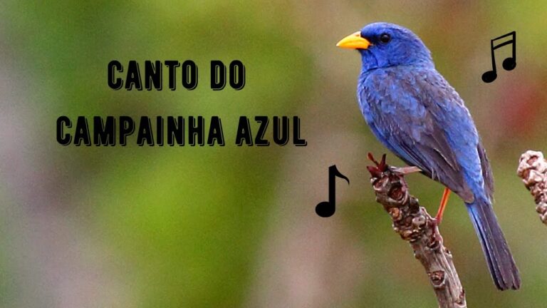Canto do Campainha Azul