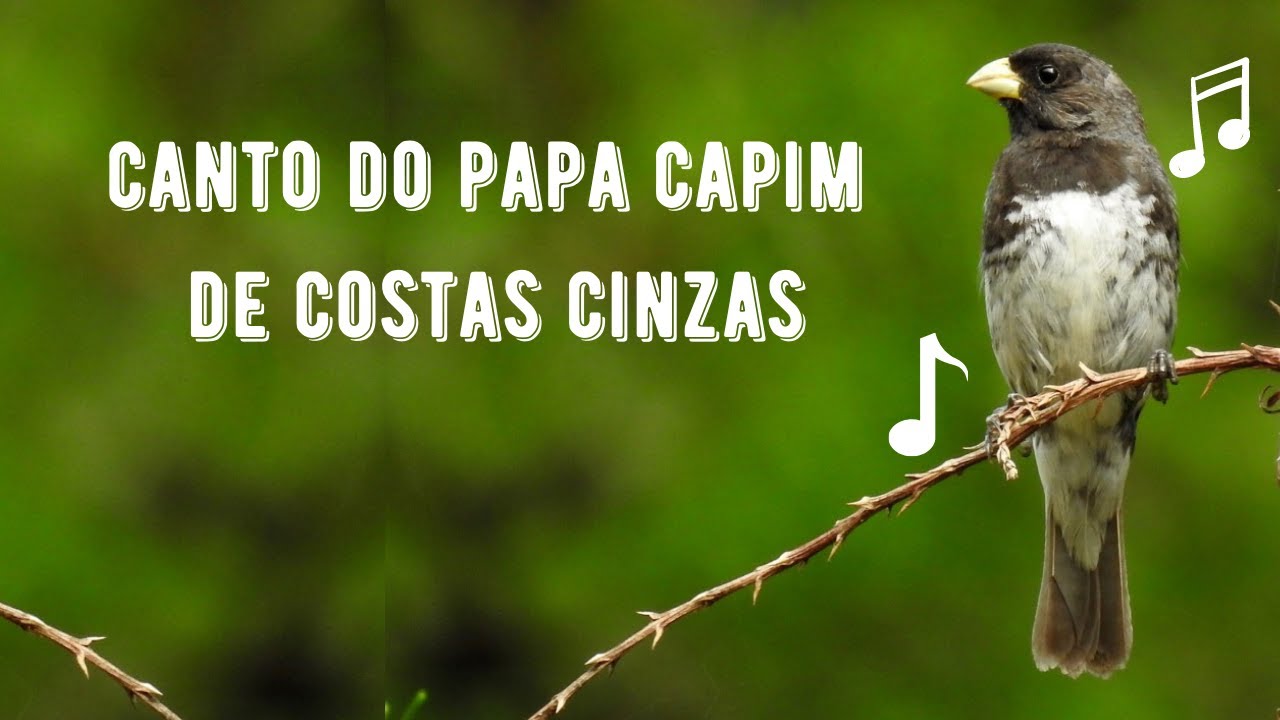 Canto do Papa Capim de Costas Cinzas