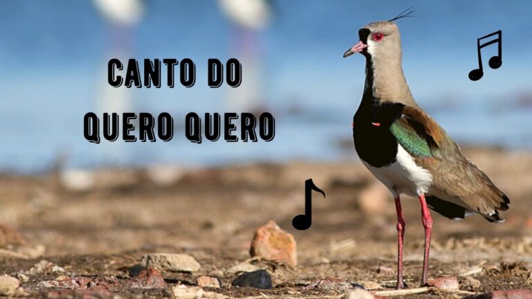Canto do Quero Quero
