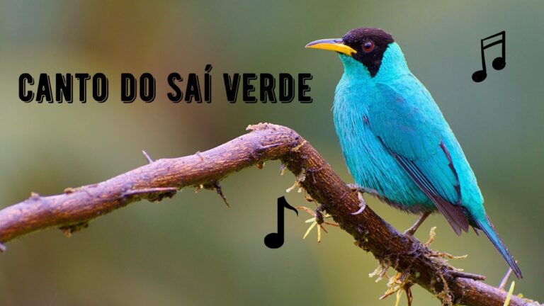 Canto do Saí Verde