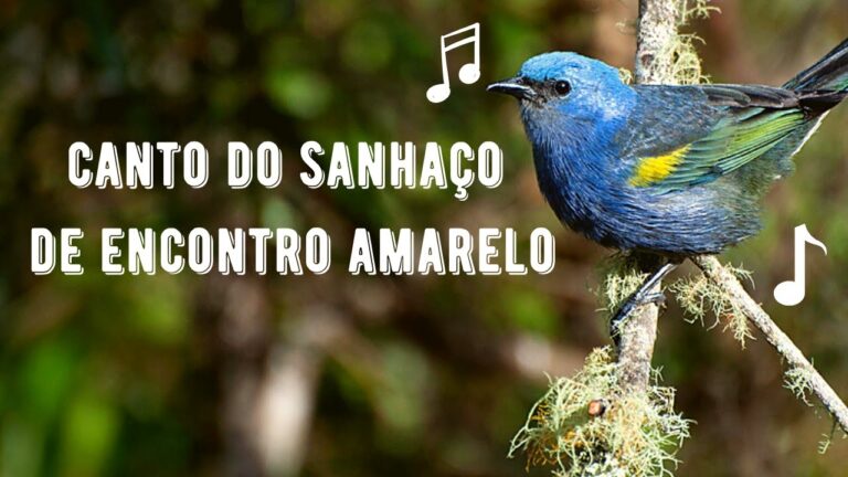 Canto do Sanhaço de Encontro Amarelo