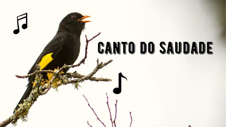 Canto do Saudade