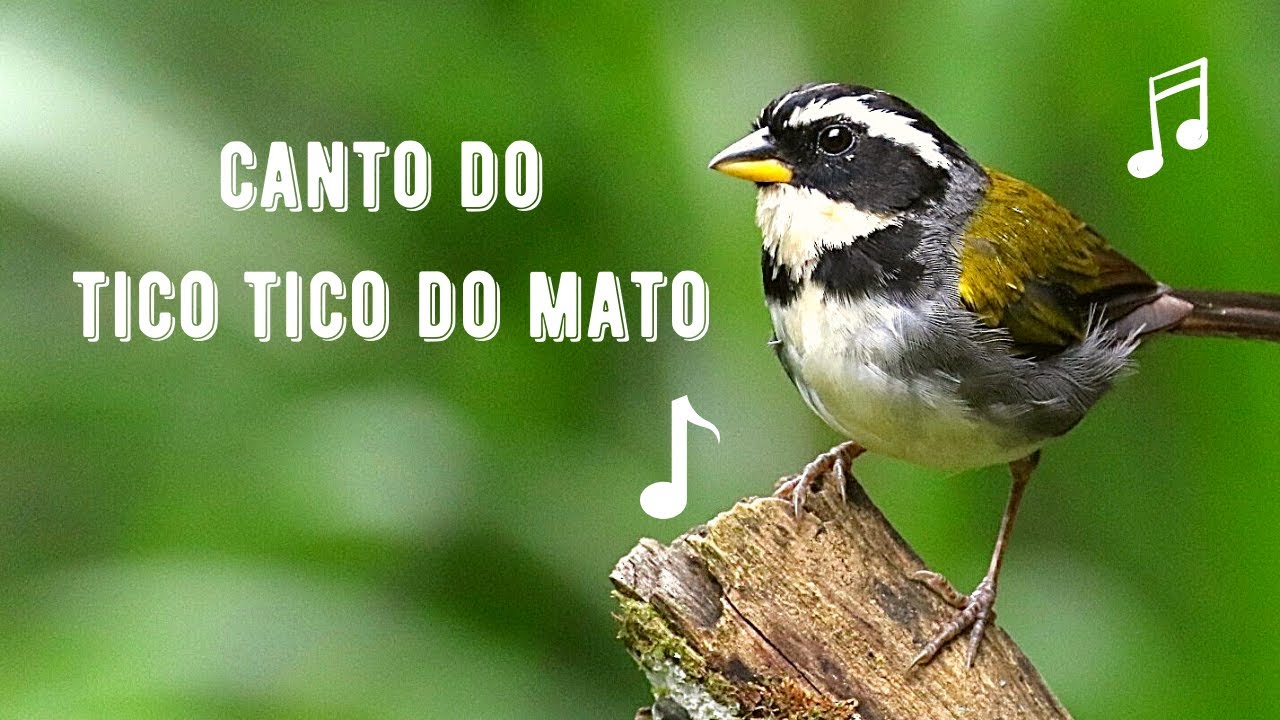 Canto do Tico Tico do Mato