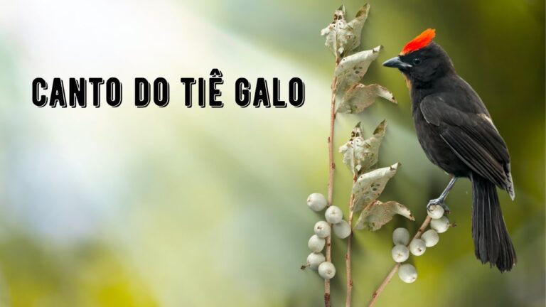Canto do Tiê Galo