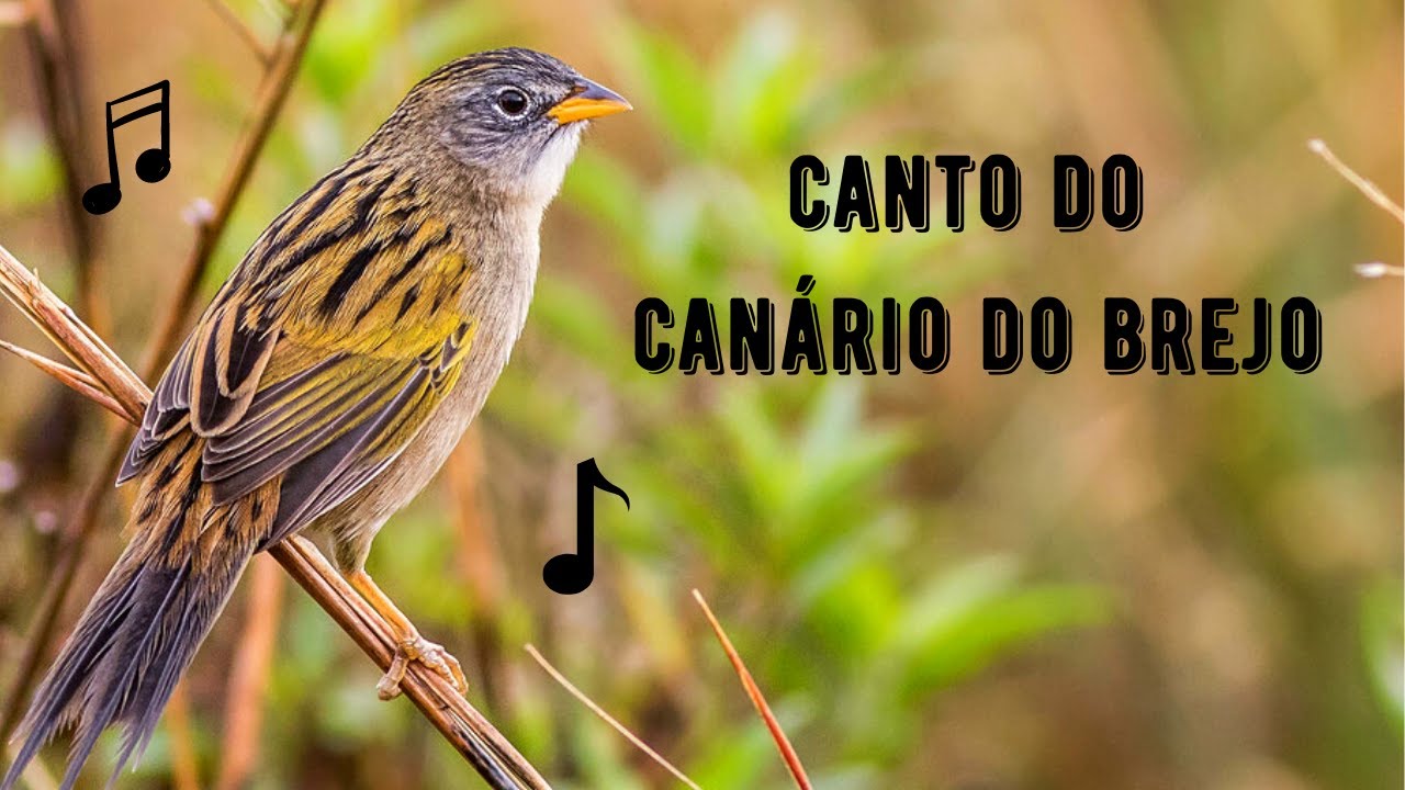 Canto do Canário do Brejo