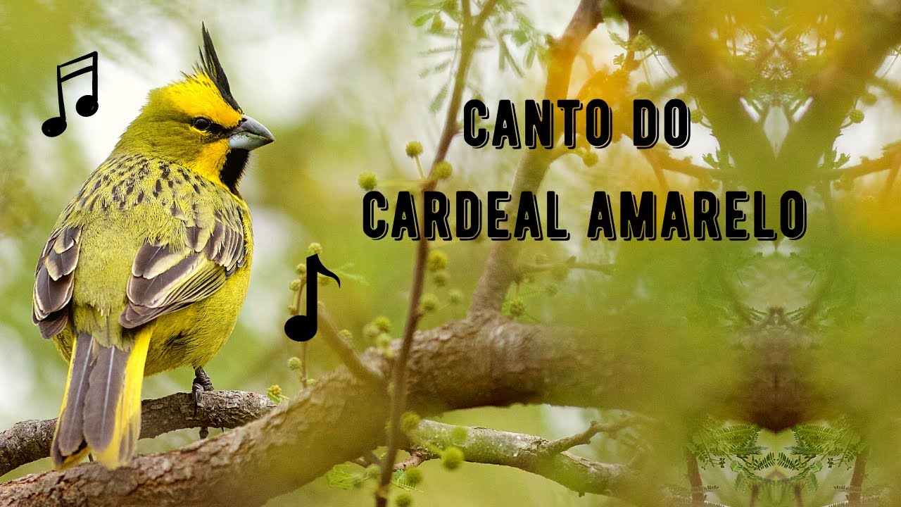 Canto do Cardeal Amarelo