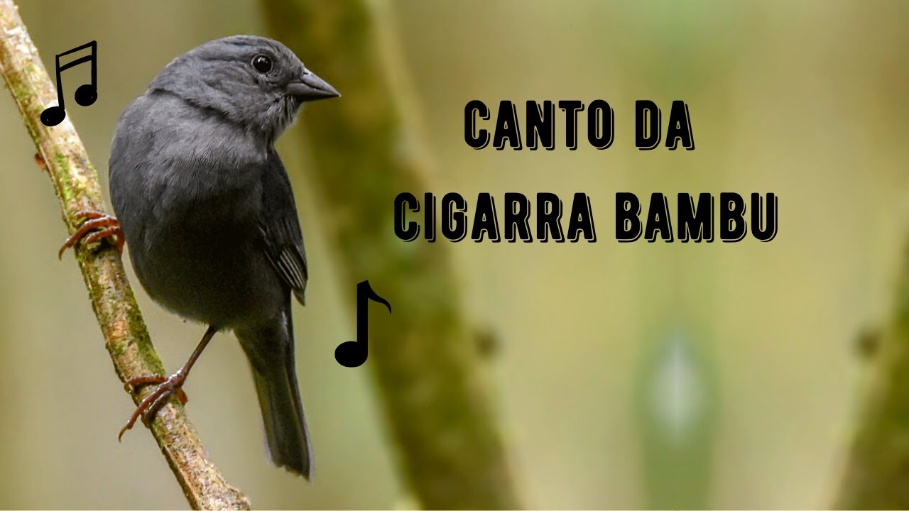 Canto da Cigarra Bambu