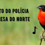 Canto do Polícia Inglesa do Norte