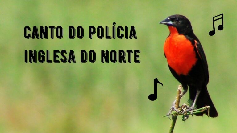 Canto do Polícia Inglesa do Norte
