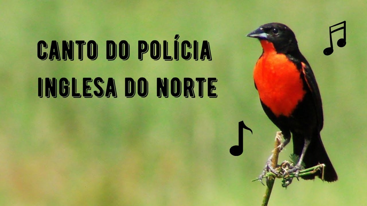Canto do Polícia Inglesa do Norte